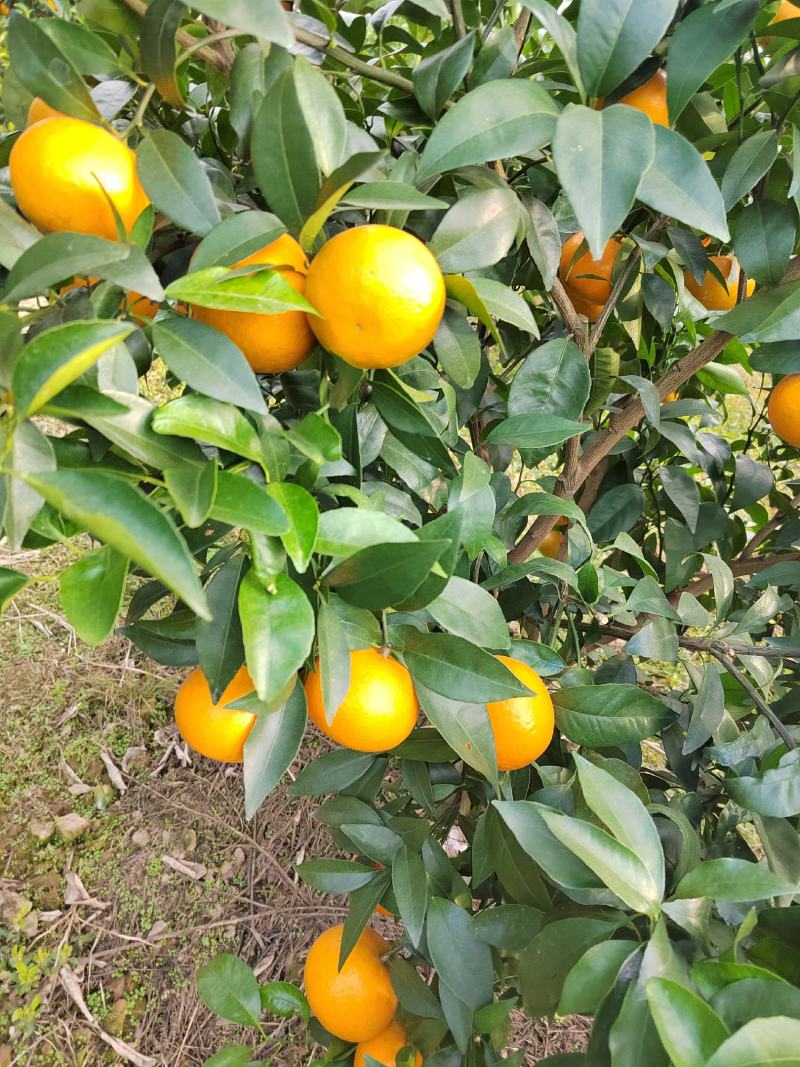 广西大量沃柑口感清甜，皮溥实力代办欢迎联系我谢谢