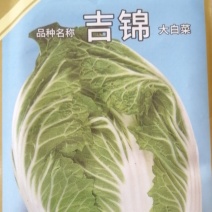 吉锦耐低温耐抽苔露地春白菜种子