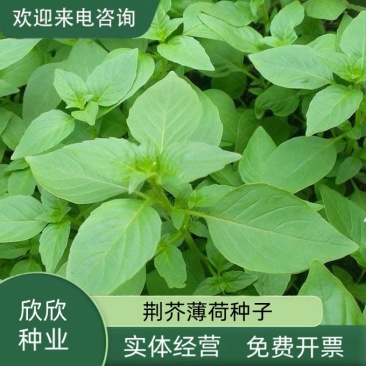 大叶荆芥薄荷种子猫薄荷美国薄荷大叶荆芥种子野菜荆芥种籽