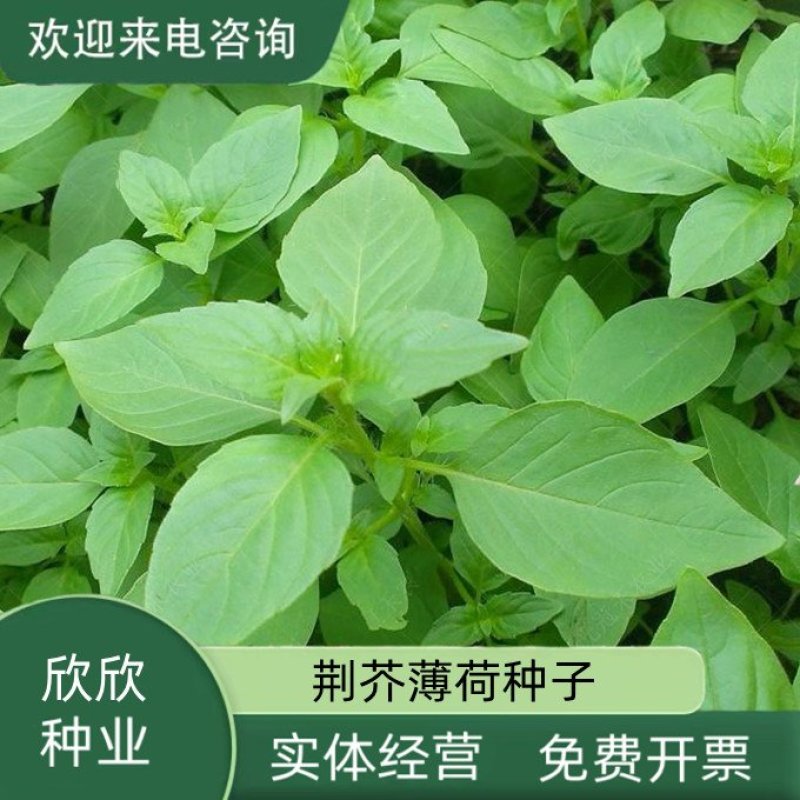 大叶荆芥薄荷种子猫薄荷美国薄荷大叶荆芥种子野菜荆芥种籽
