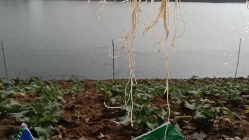 农家纯红薯粉丝，不添加防腐剂，不添加木薯粉，不添加明胶