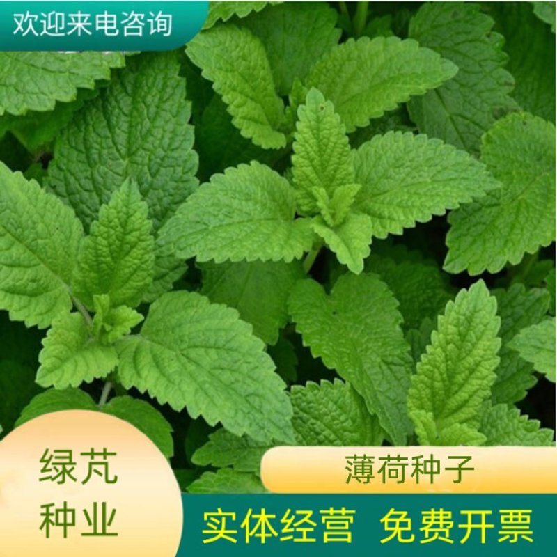 薄荷种子盆栽可食用薄荷子种苗驱蚊留兰香阳台四季播种猫薄荷