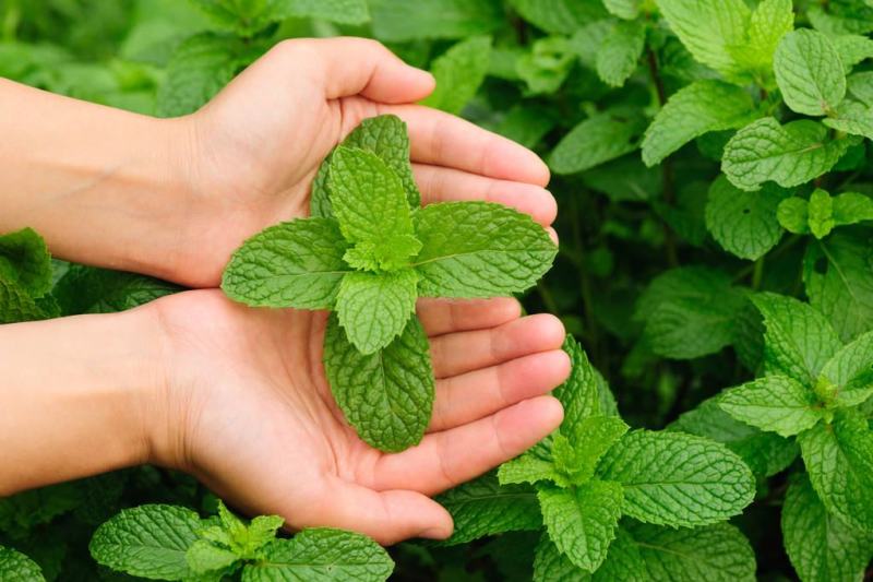 薄荷种子盆栽可食用薄荷子种苗驱蚊留兰香阳台四季播种猫薄荷