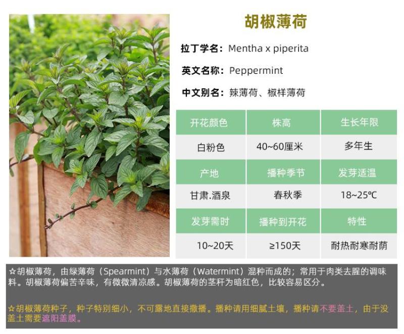 薄荷种子盆栽可食用薄荷子种苗驱蚊留兰香阳台四季播种猫薄荷