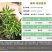 薄荷种子盆栽可食用薄荷子种苗驱蚊留兰香阳台四季播种猫薄荷