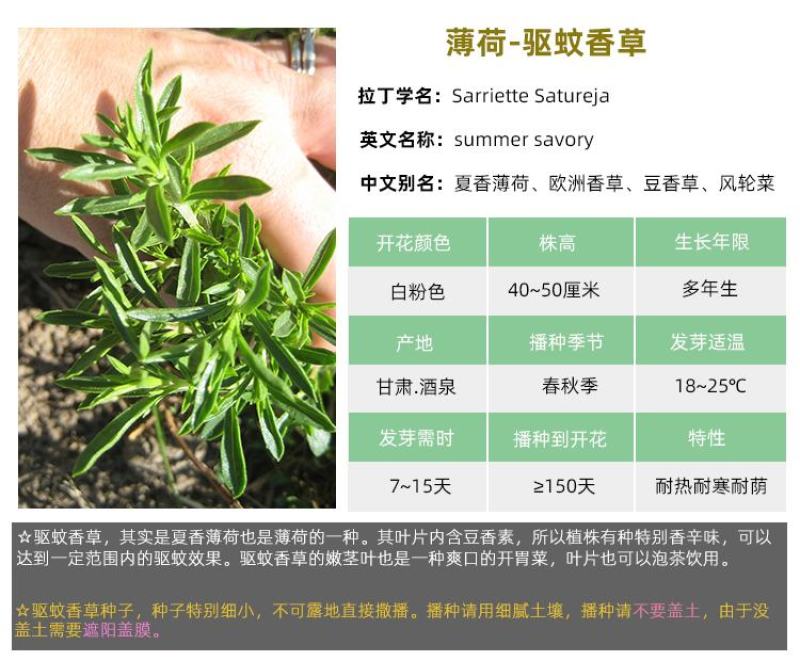 薄荷种子盆栽可食用薄荷子种苗驱蚊留兰香阳台四季播种猫薄荷