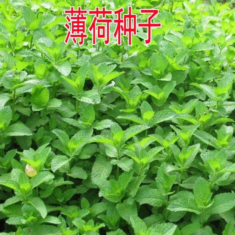 薄荷种子盆栽可食用薄荷子种苗驱蚊留兰香阳台四季播种猫薄荷