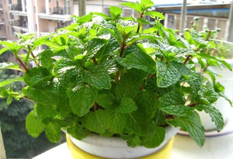 薄荷种子盆栽可食用薄荷子种苗驱蚊留兰香阳台四季播种猫薄荷