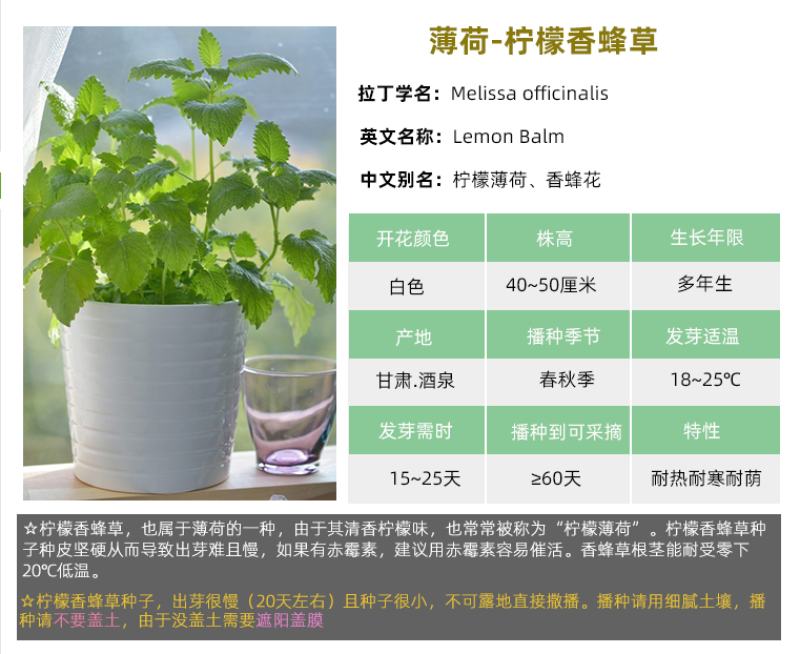 薄荷种子盆栽可食用薄荷子种苗驱蚊留兰香阳台四季播种猫薄荷