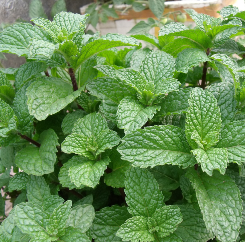 薄荷种子盆栽可食用薄荷子种苗驱蚊留兰香阳台四季播种猫薄荷