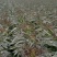 紫叶莴苣：基地直供-视频看货-量大从优。