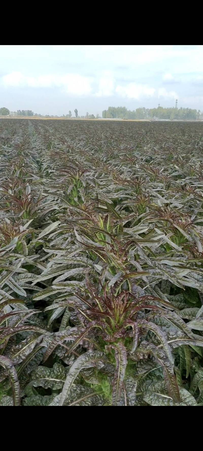 紫叶莴苣：基地直供-视频看货-量大从优。