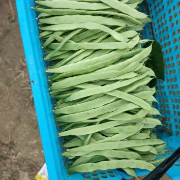扁豆大量上市，货好量足。欢迎询价