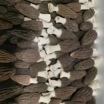 鲜羊肚菌，云南新鲜羊肚菌