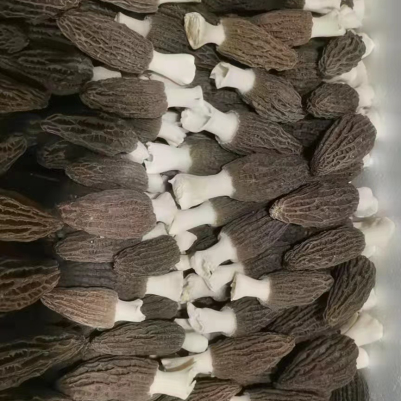 鲜羊肚菌，云南新鲜羊肚菌