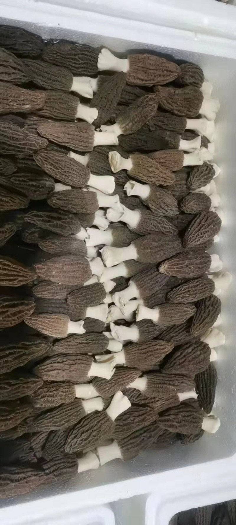 鲜羊肚菌，云南新鲜羊肚菌