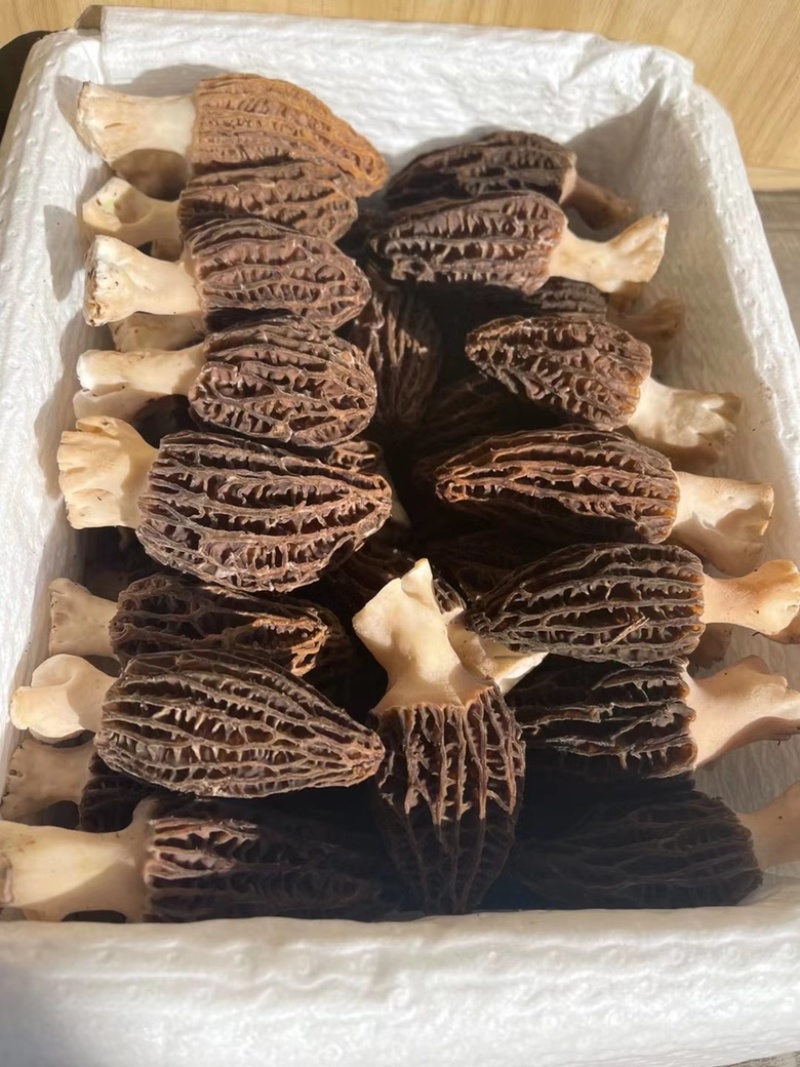 鲜羊肚菌，云南新鲜羊肚菌