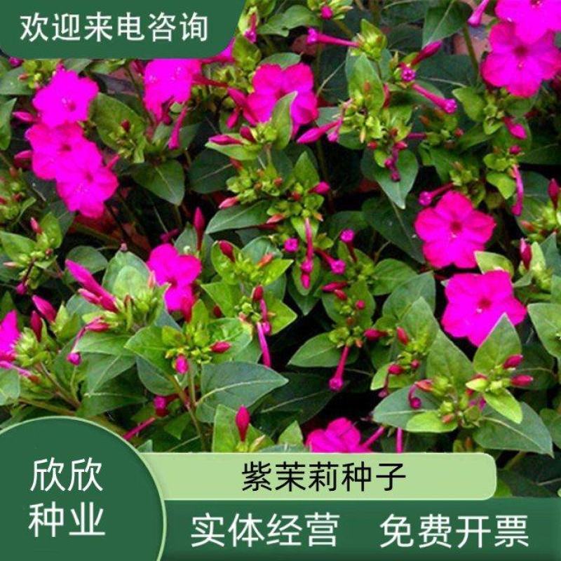 紫茉莉种地雷花鲜花籽紫色花草胭脂花宿根花卉多年生景观花海