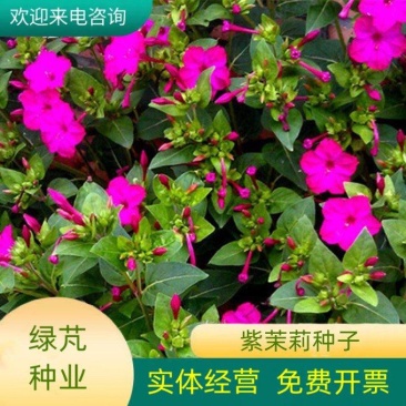紫茉莉种子草茉莉花籽地雷花家庭阳台庭院盆栽易活易种籽