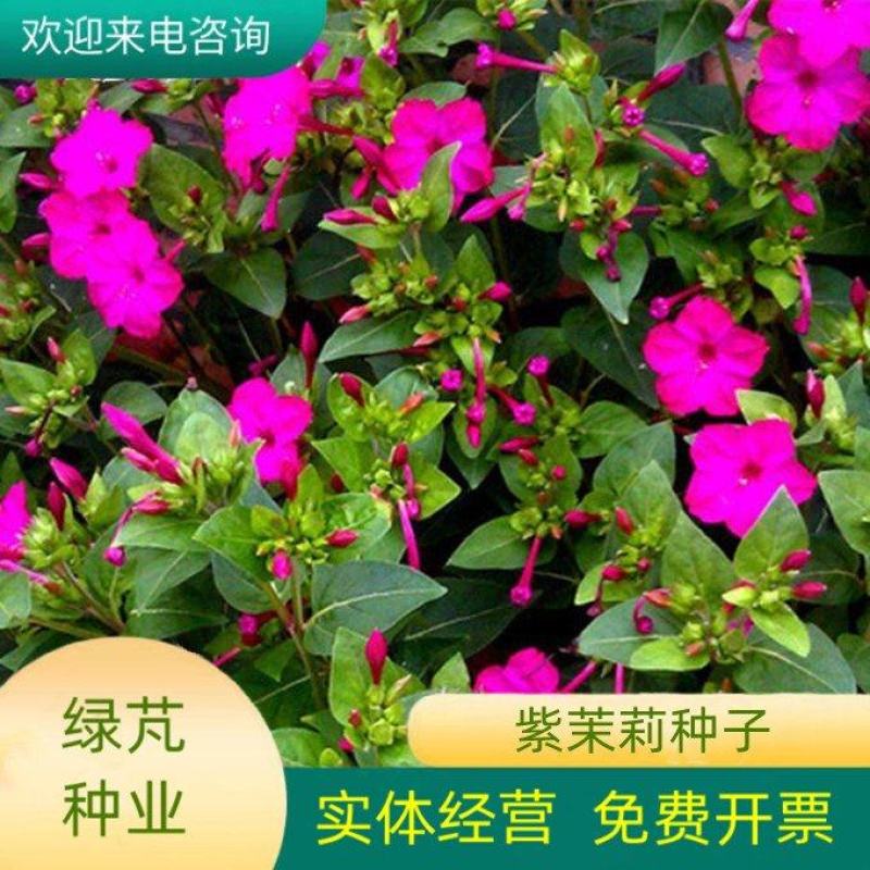 紫茉莉种子草茉莉花籽地雷花家庭阳台庭院盆栽易活易种籽
