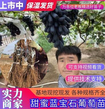 蓝宝石葡萄苗批发]甜蜜蓝宝石葡萄苗自然无核，品种脆甜保湿发货价格