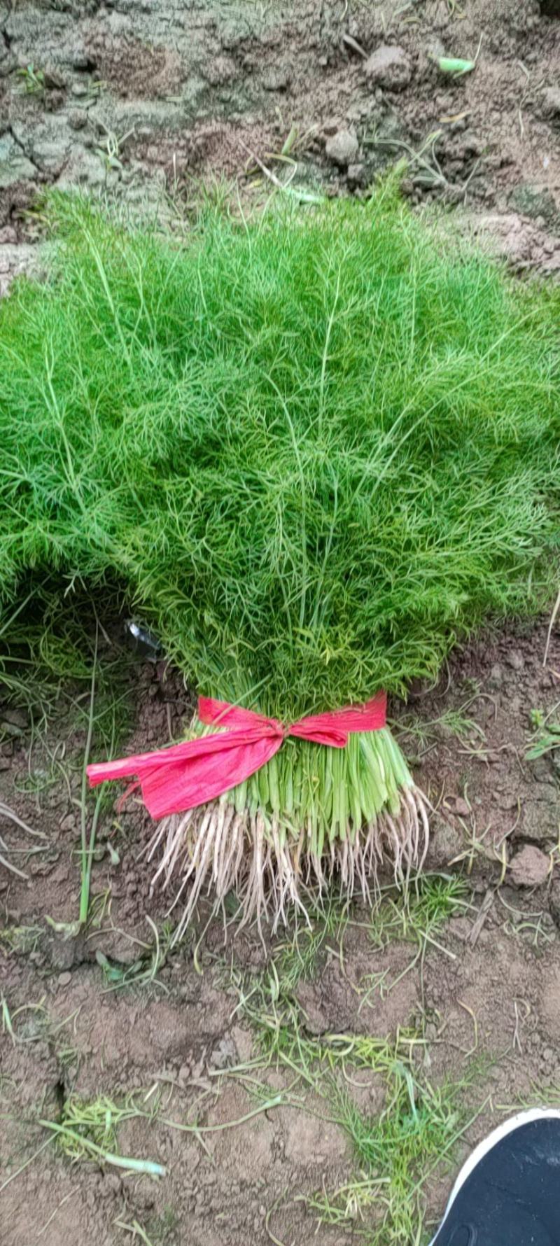 暖棚茴香芹菜大量供应