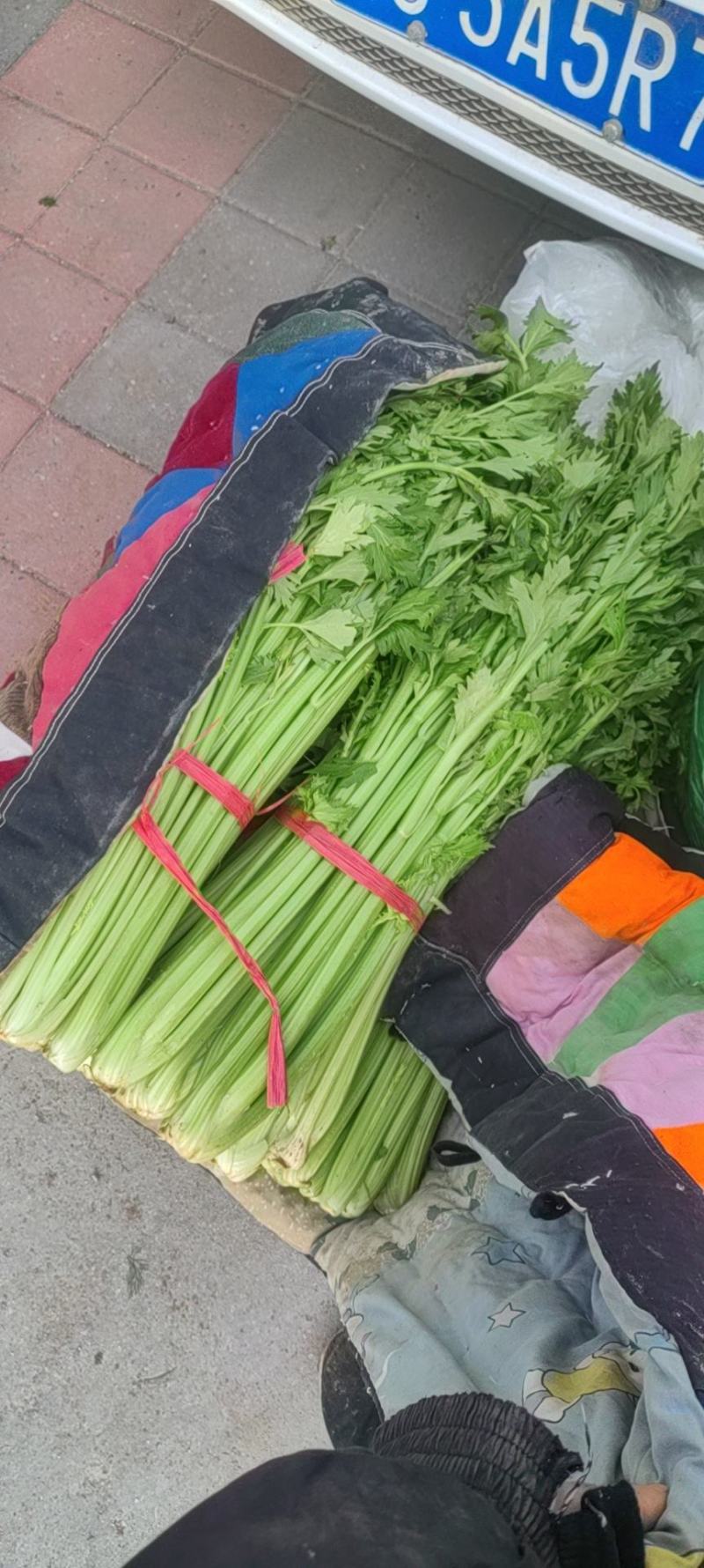 暖棚茴香芹菜大量供应