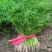 暖棚茴香芹菜大量供应