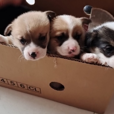 一个月的柯基犬，大小都有，两色三色都有视频随便挑选