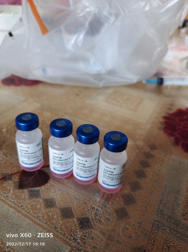 一个月的柯基犬，大小都有，两色三色都有视频随便挑选