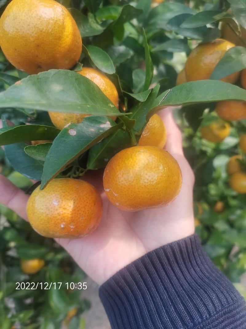 广东清远沙糖桔旺季即到，皮薄无籽硬度够，甜度足