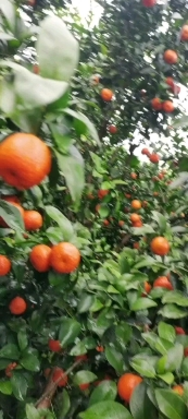 广东清远沙糖桔旺季即到，皮薄无籽硬度够，甜度足
