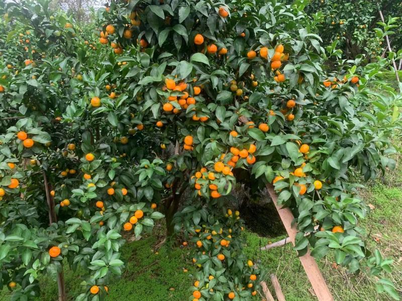 广东清远沙糖桔旺季即到，皮薄无籽硬度够，甜度足