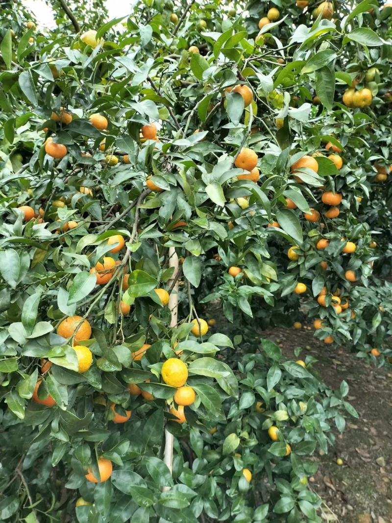广东清远沙糖桔旺季即到，皮薄无籽硬度够，甜度足