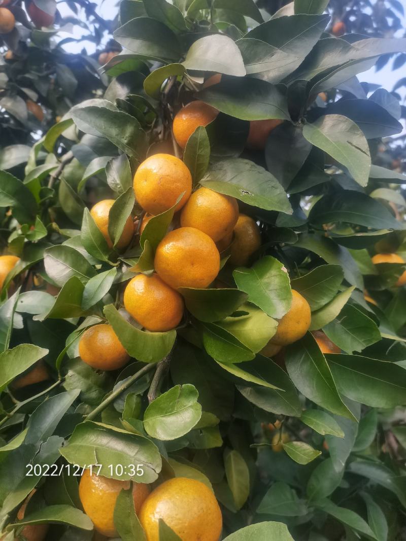 广东清远沙糖桔旺季即到，皮薄无籽硬度够，甜度足