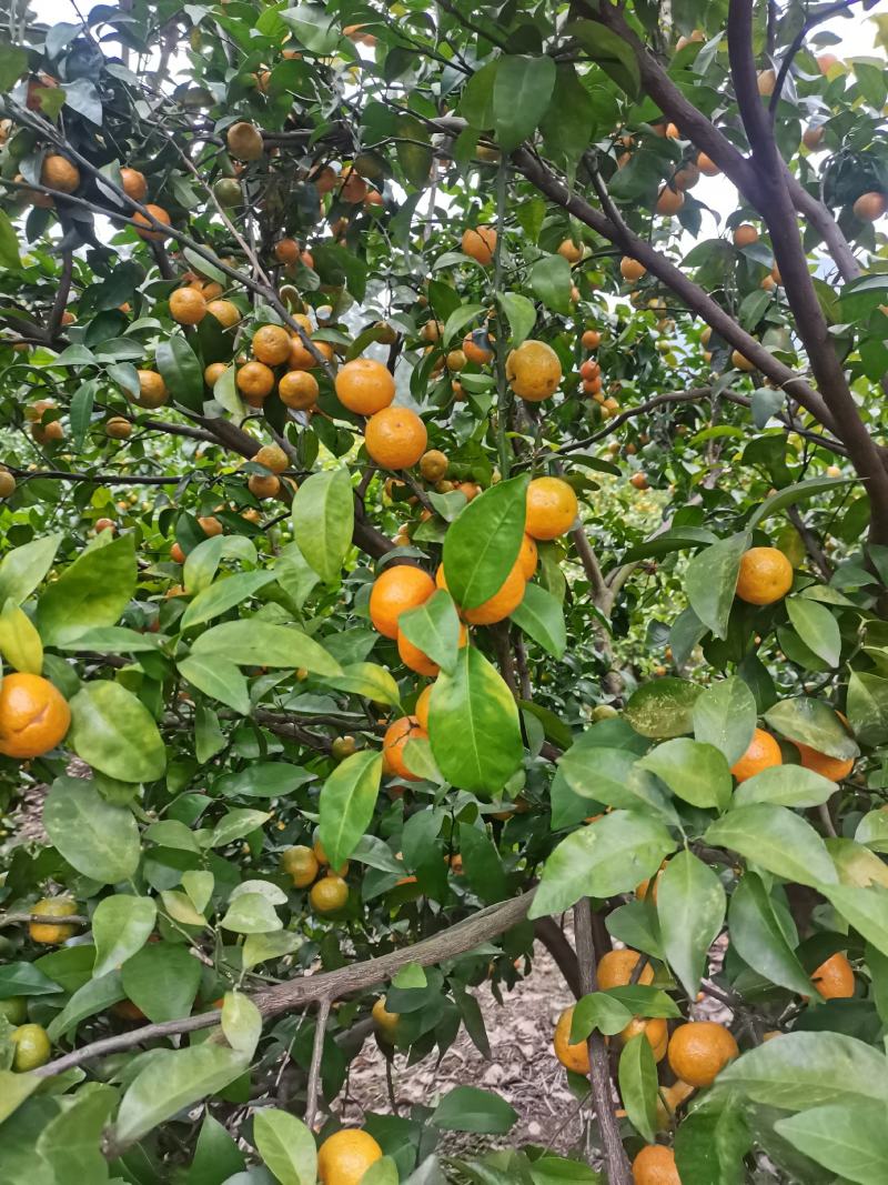 广东清远沙糖桔旺季即到，皮薄无籽硬度够，甜度足