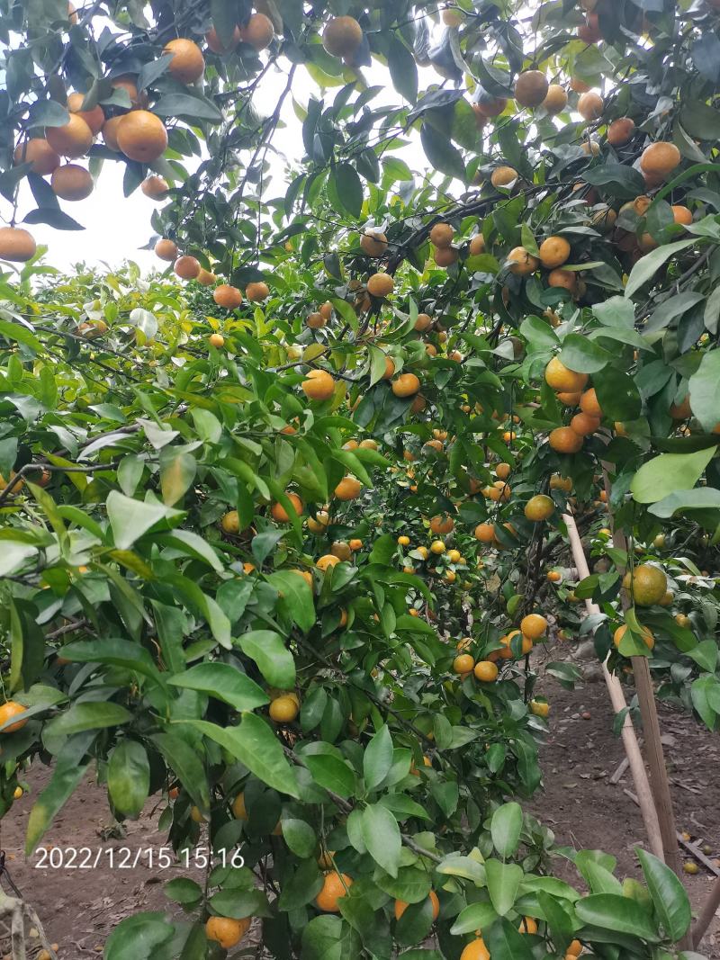 广东清远沙糖桔旺季即到，皮薄无籽硬度够，甜度足