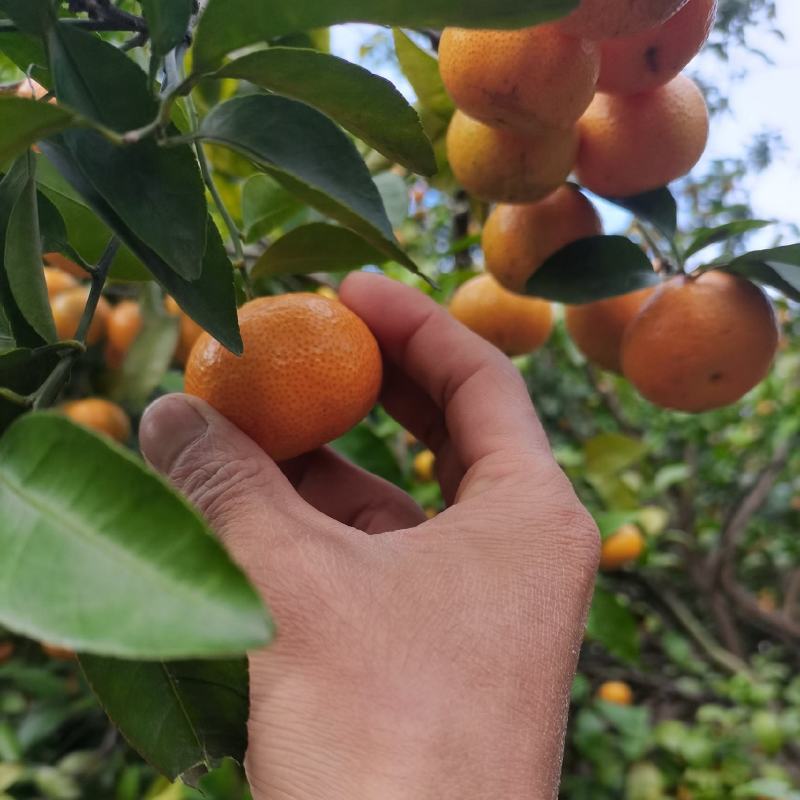 广东清远沙糖桔旺季即到，皮薄无籽硬度够，甜度足