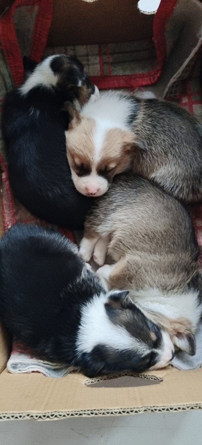 一个月的柯基犬，大小都有，两色三色都有视频随便挑选