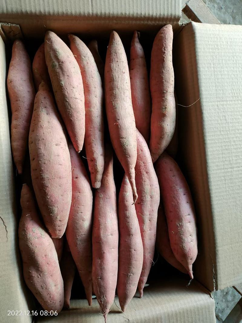 【红薯】河北饶阳精品西瓜红，保证质量，欢迎联系。