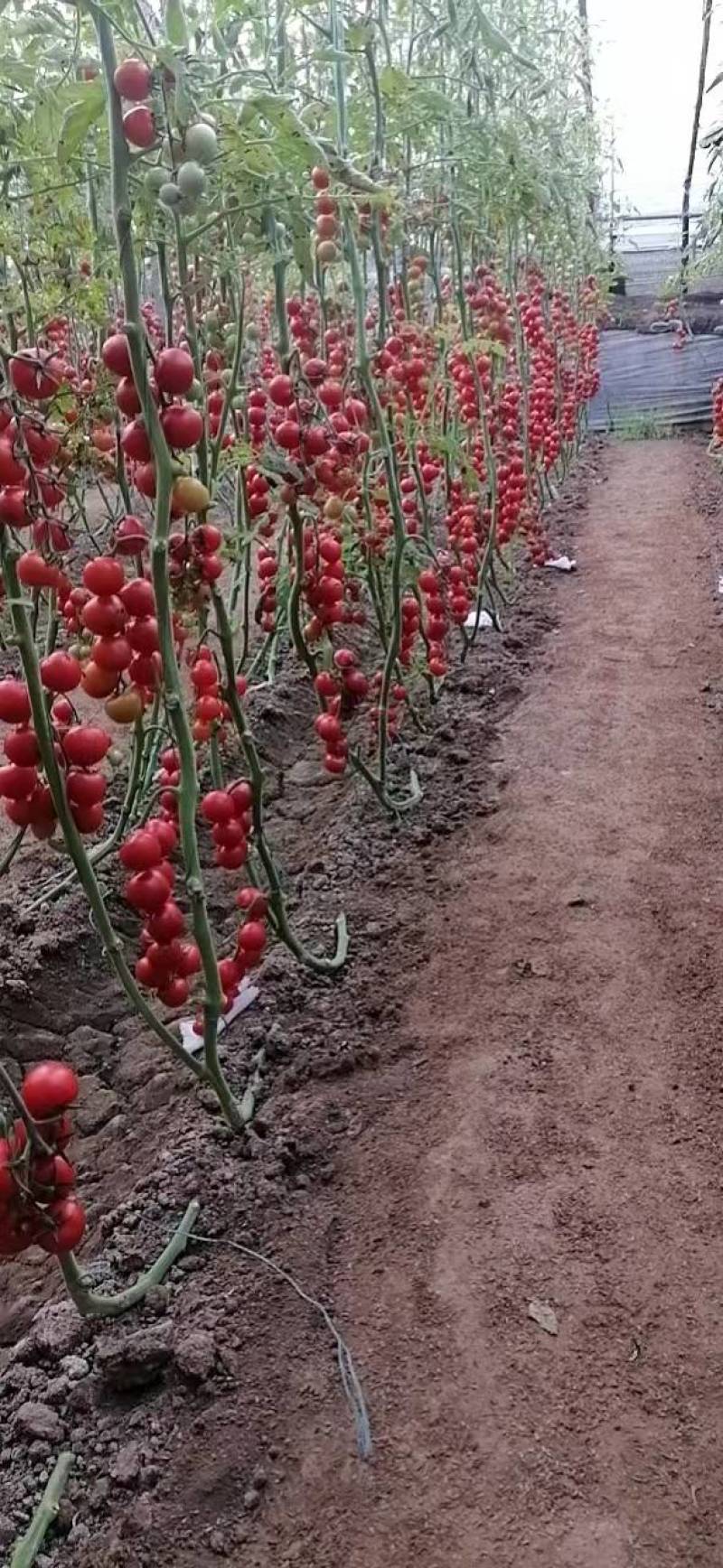 口感西红柿串收番茄水果西红柿一手货源对接全国客商