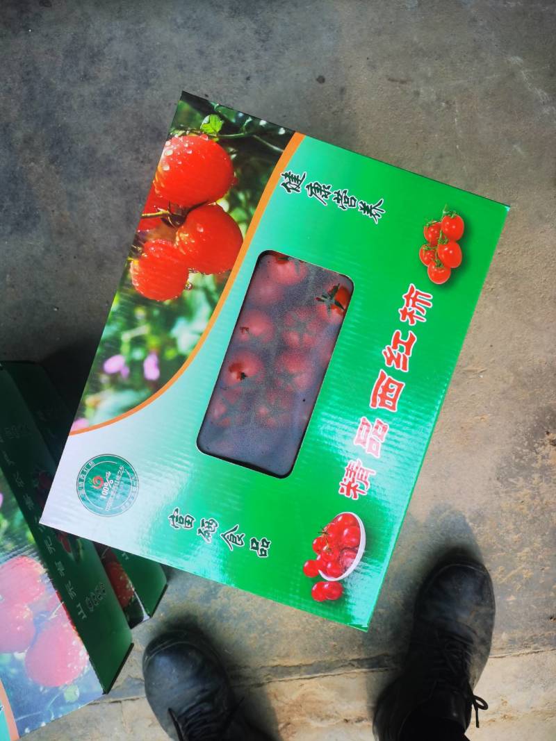 口感西红柿串收番茄水果西红柿一手货源对接全国客商