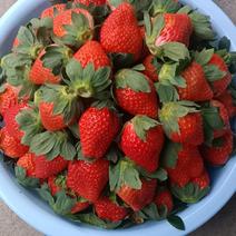 奶油草莓，产地大量发货