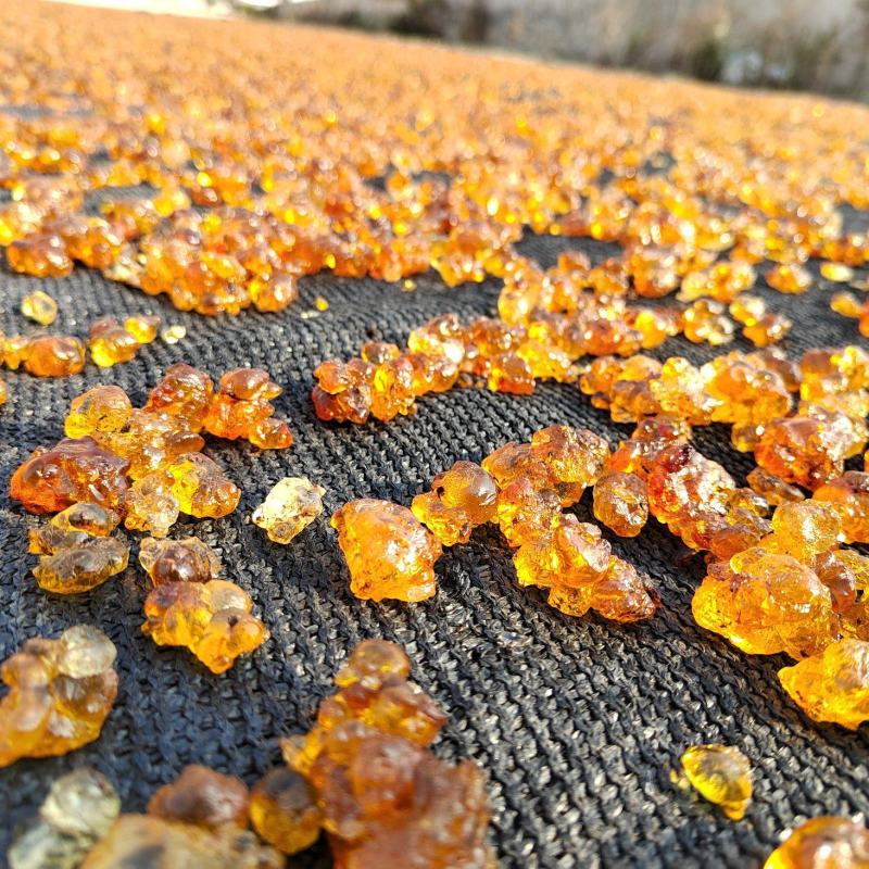 桃胶纯黄水洗过筛纯黄无涯杂，干净，有大货