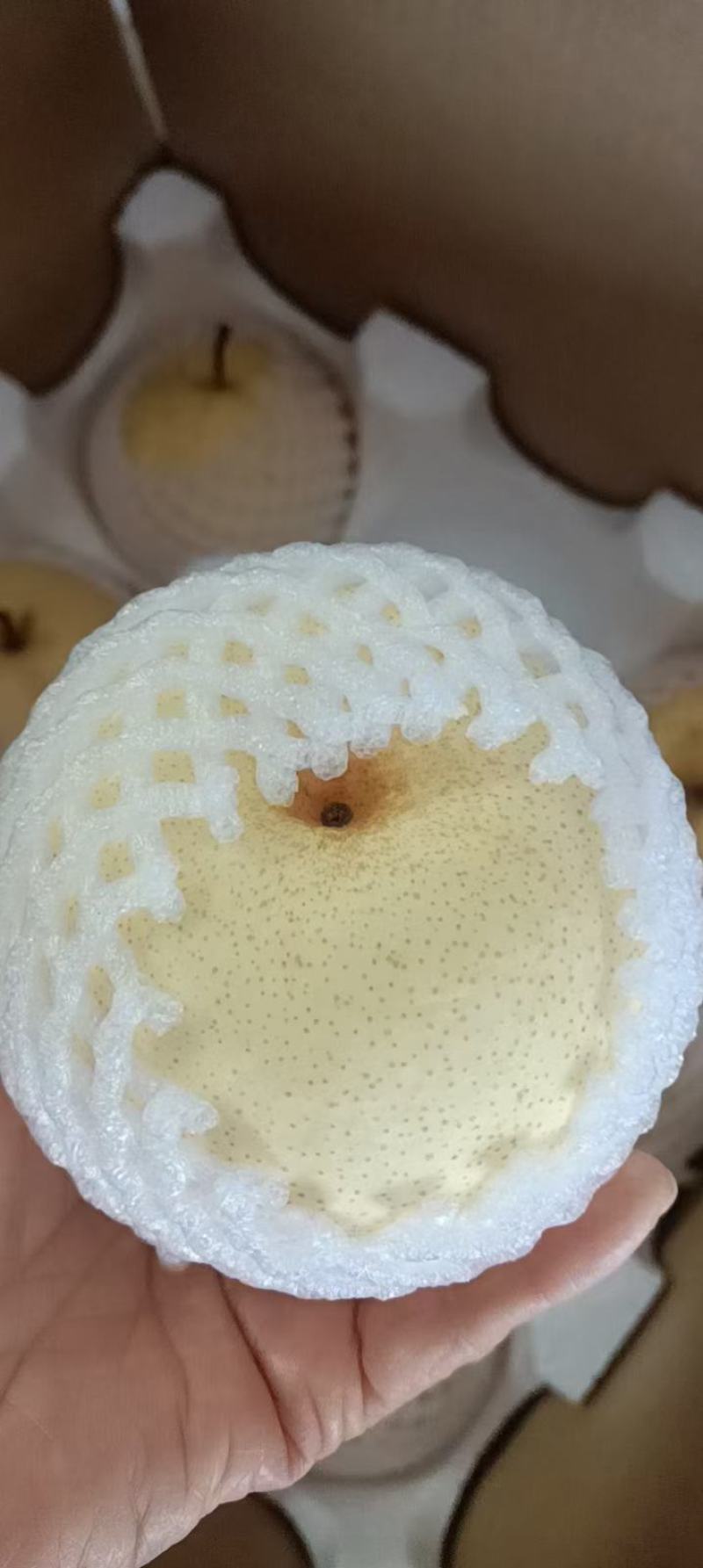 蒲城酥梨，陕西省蒲城县特产，中国国家地理标志产品。
