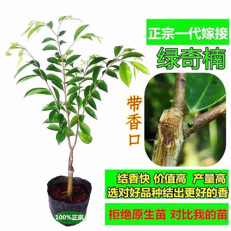 奇楠沉香苗(树心奇、白奇、油叶子、糖吉、西瓜叶等)