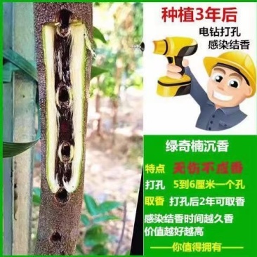 奇楠沉香苗(树心奇、白奇、油叶子、糖吉、西瓜叶等)