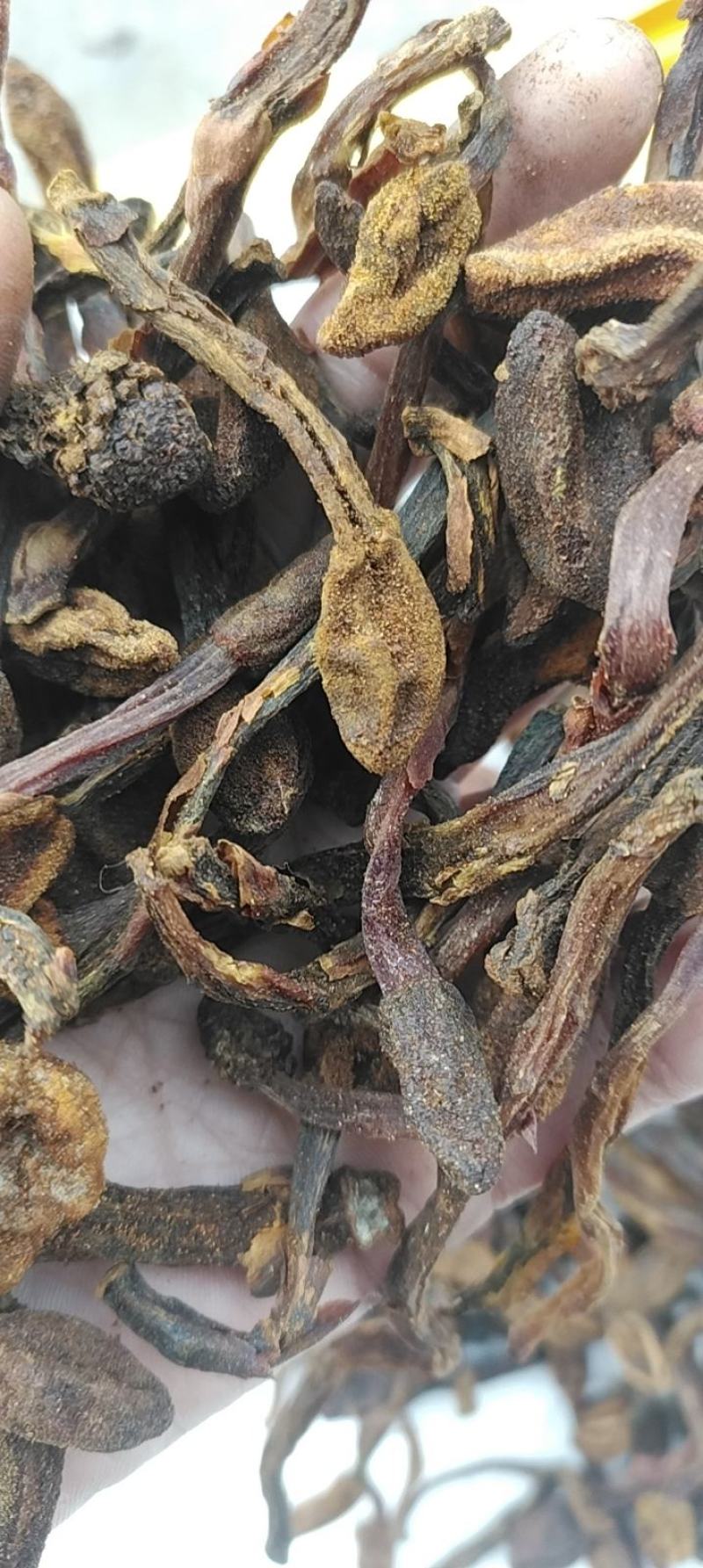 回春草野生回春草干货无根质量保证质量货干货支持快递物流