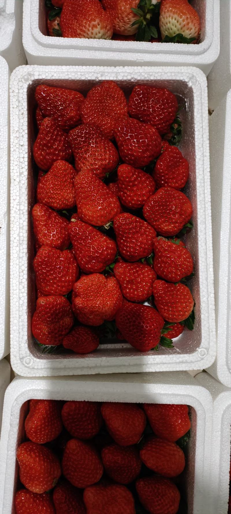 久久草莓