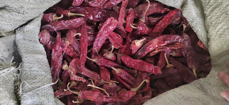 干辣椒，红龙13，红龙23，江红辣椒，现货供应，欢迎来电